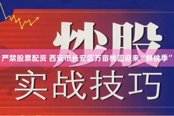 严禁股票配资 西安市长安区万亩桃园迎来“鲜桃季”